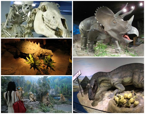 beijing museum of natural history 3